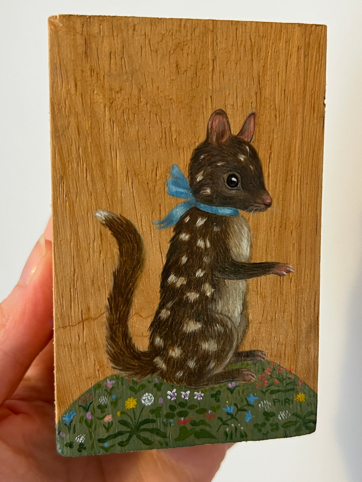 Quoll