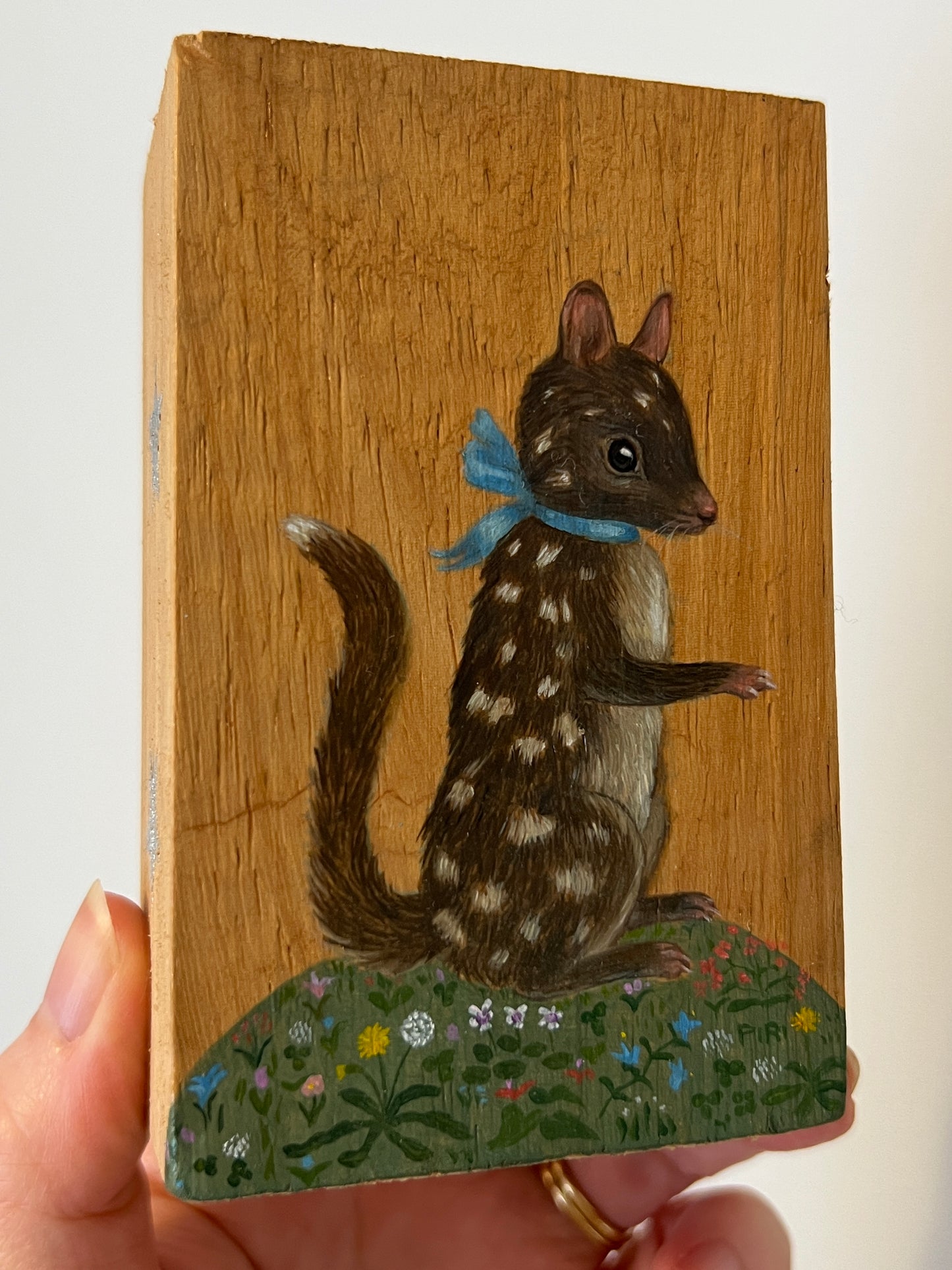 Quoll
