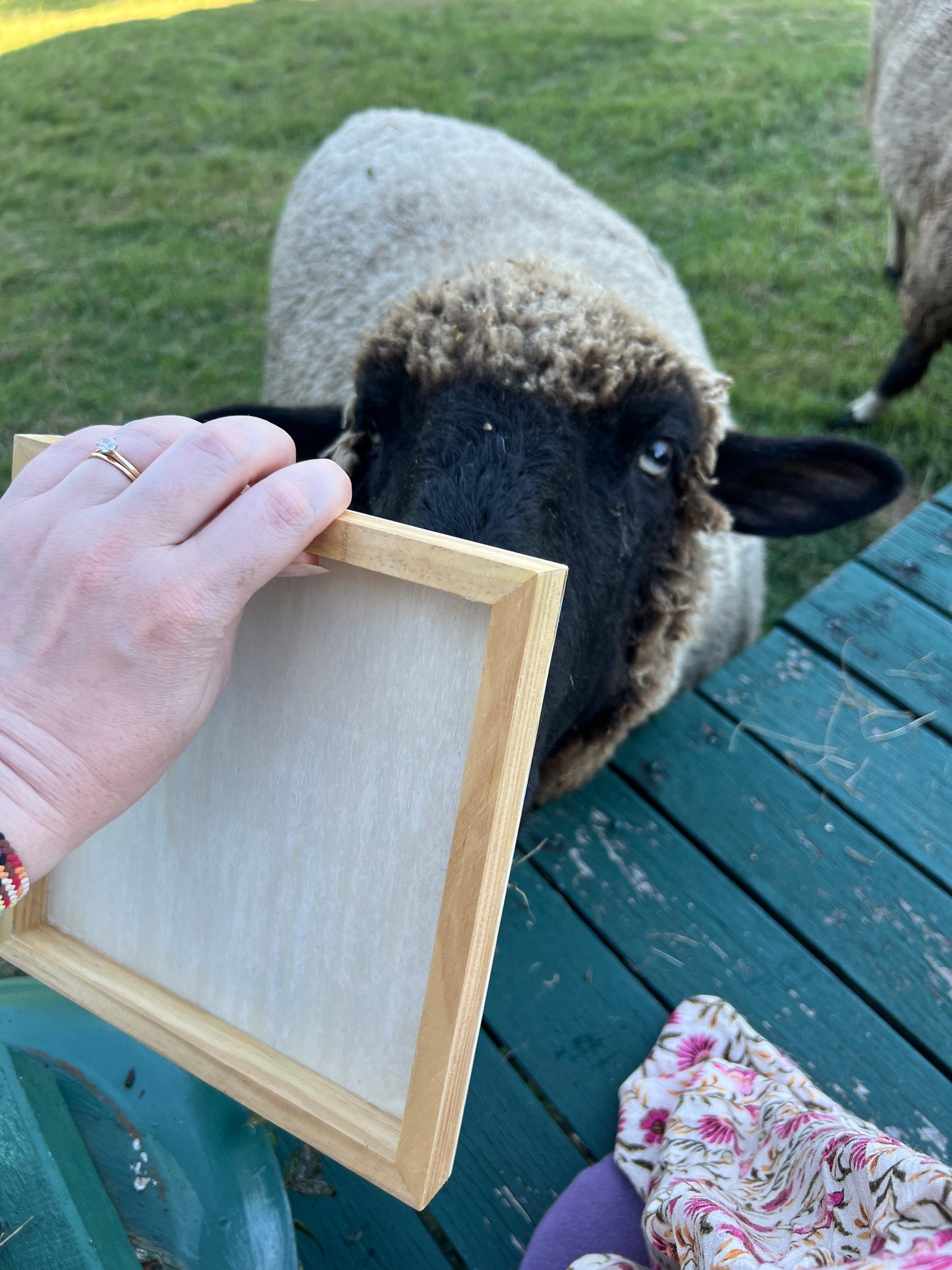 Worendo Sheep  - original painting